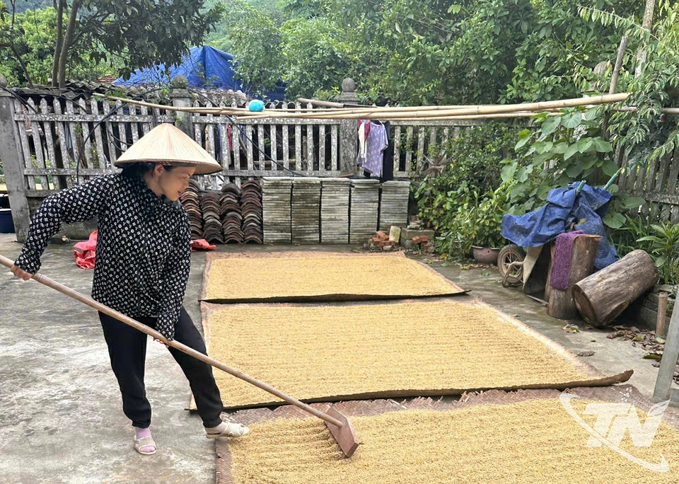 Lúa vụ Xuân được mùa, nhiều hộ dân xã Nghinh Tường không lo lắng về vấn đề lương thực cho cả năm.