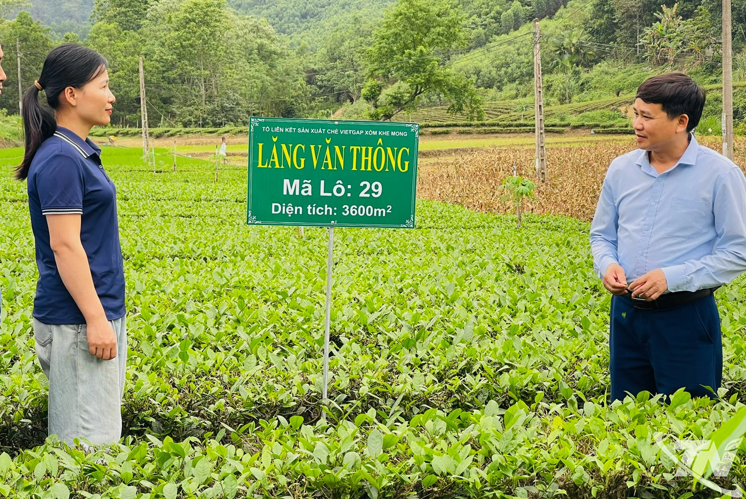     Cán bộ xã Văn Lăng kiểm tra mô hình sản xuất chè đạt tiêu chuẩn VietGAP.