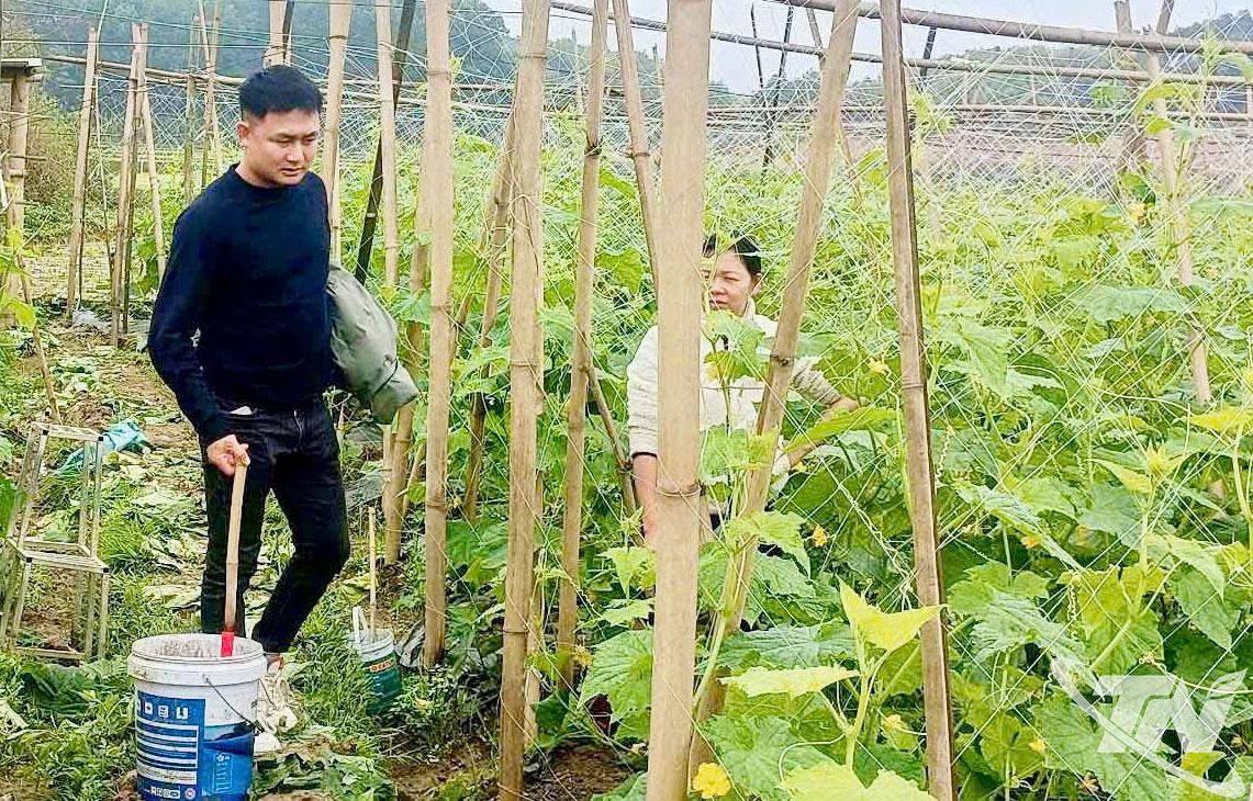 Hiện nay, Thái Nguyên đang có hàng chục héc-ta rau, củ, quả được cấp chứng nhận đạt tiêu chuẩn hữu cơ Việt Nam.