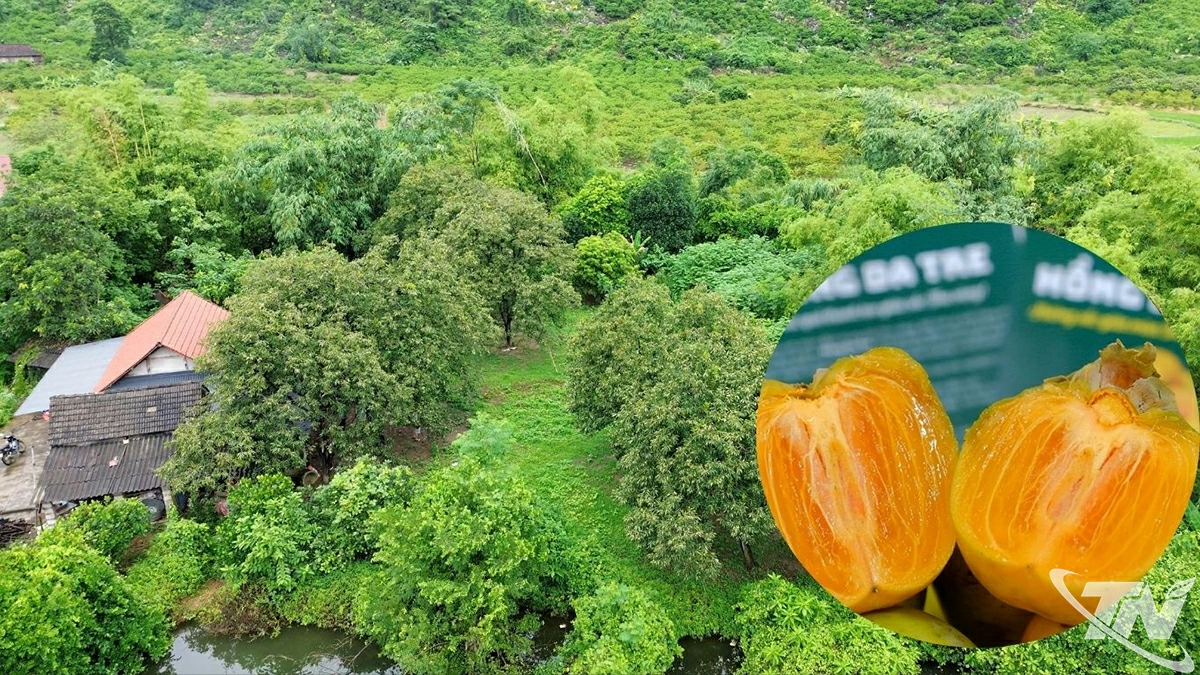 Toàn tỉnh hiện có khoảng 500 gốc hồng da tre trên 10 năm tuổi.