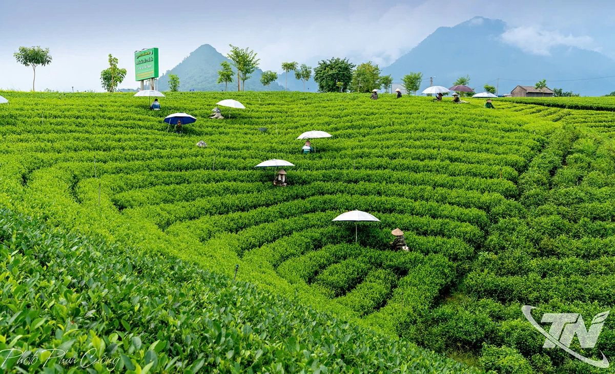 Tỉnh đặt mục tiêu triển khai tối thiểu 2 mô hình sản xuất giảm phát thải đối với cây chè và cây dong riềng. 