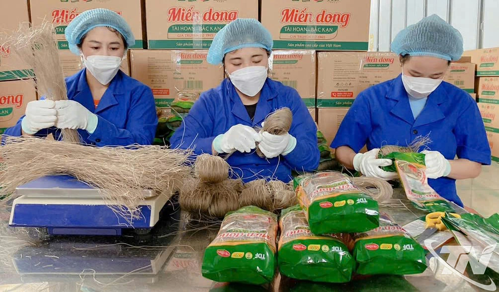 Nghề làm miến dong mang lại cho đồng bào các dân tộc xã Côn Minh số tiền hơn 50 tỷ đồng/năm.