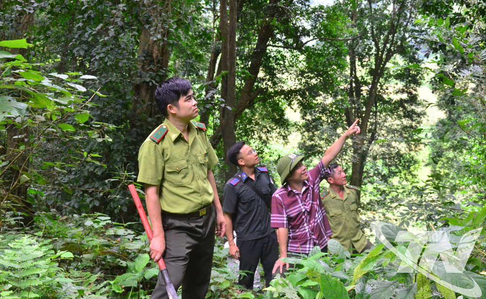 Lực lượng Kiểm lâm Khu dự trữ thiên nhiên Kim Hỷ tuần rừng tại khu vực rừng quý hiếm Lủng Siên, xã Vĩnh Thông.
