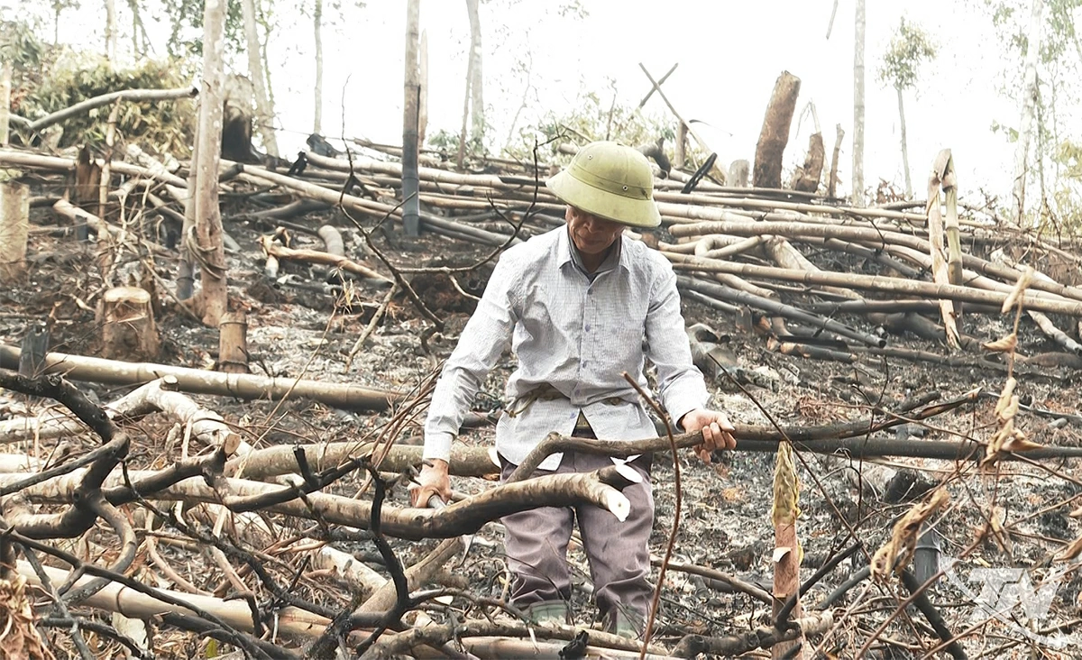 Ông Lý Văn Thắng, thôn Mỹ Vy, xã Thượng Minh đang tập trung xử lý thực bì trồng rừng, chuẩn bị cho vụ trồng rừng mới.