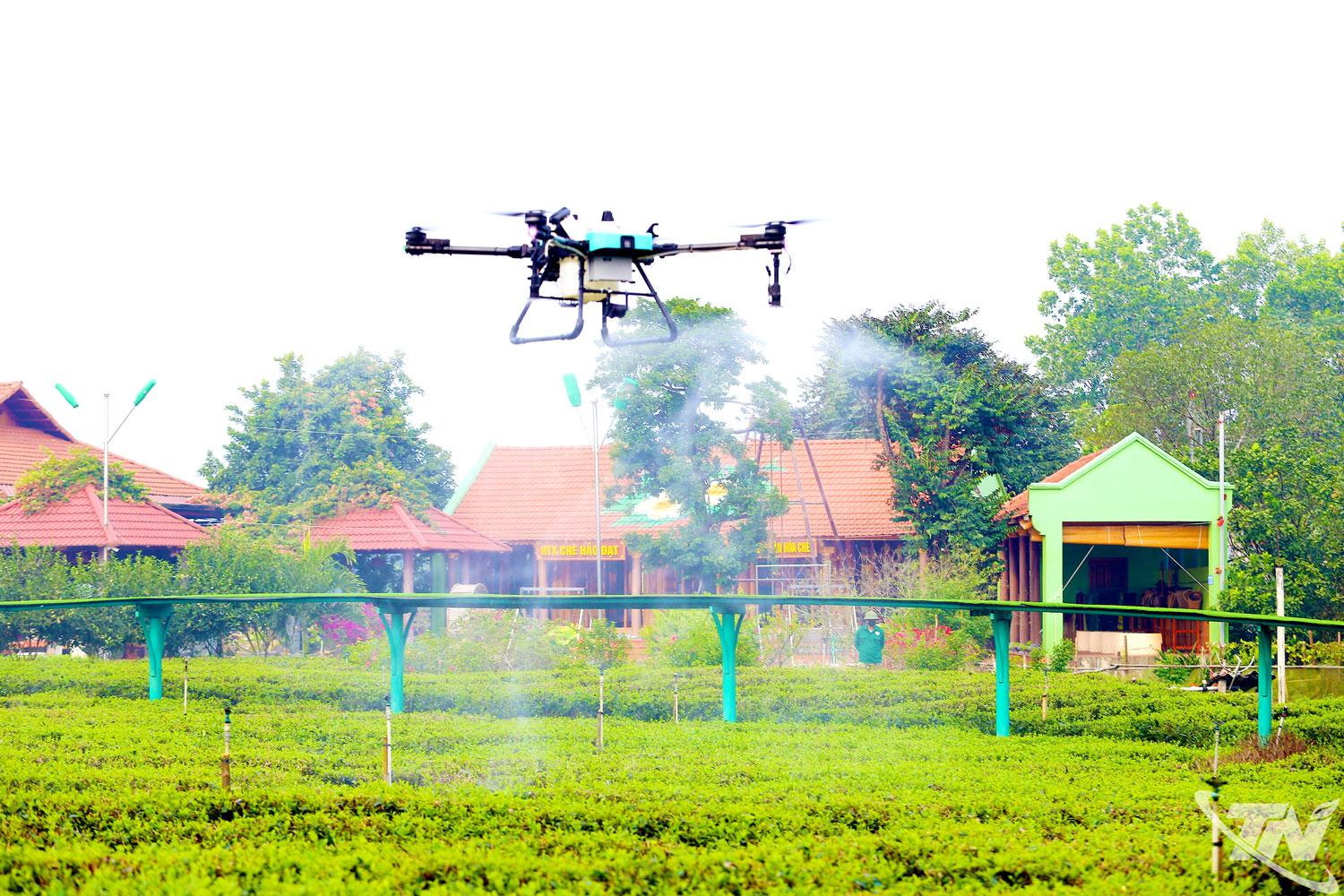 Ứng dụng thiết bị bay không người lái trong khâu chăm sóc chè.