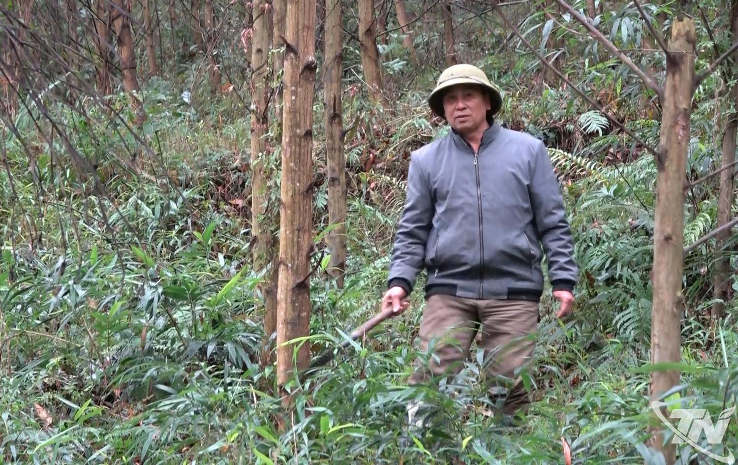 Ông Triệu Gia Lý, xóm Làng 10, xã Dân Tiến chăm sóc rừng trồng.