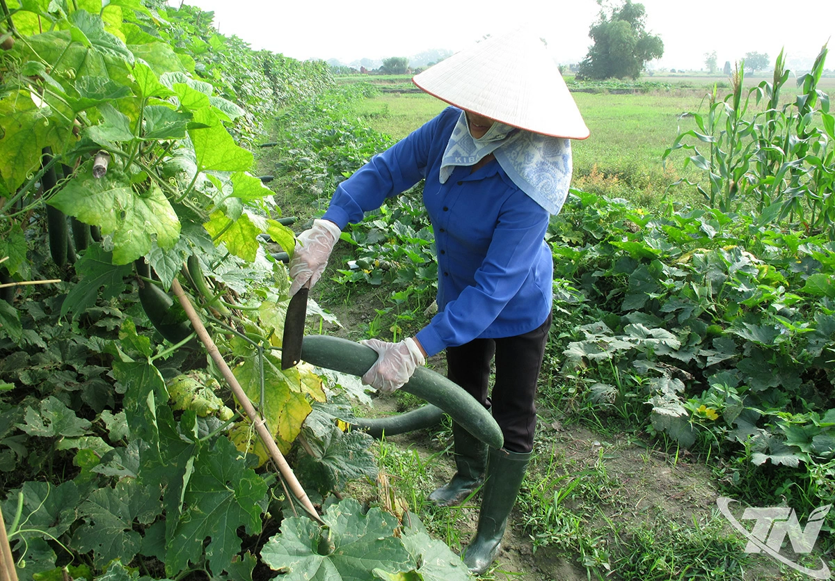 Bí xanh là một trong những cây trồng vụ Đông được người dân lựa chọn, mang lại hiệu quả kinh tế cao.