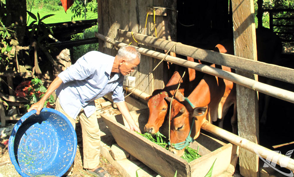 Từ con bò nái được hỗ trợ, sau gần 1 năm, gia đình Lưu Tiến Sinh đã có thêm 1 bê con