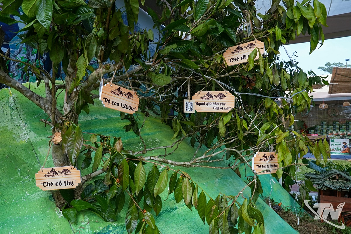 Tiểu cảnh phần nào giúp người xem hình dung về những nét độc đáo của cây chè shan tuyết Bằng Phúc.