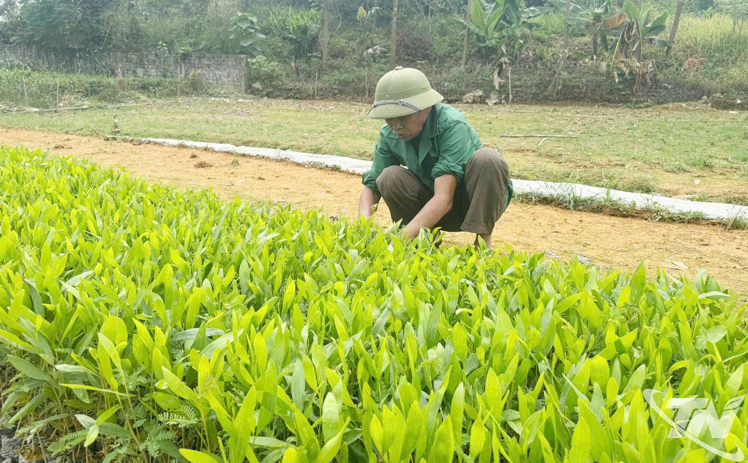 Người dân trong tỉnh đã chuẩn bị cây giống phục vụ trồng rừng vụ xuân 2026 từ rất sớm.