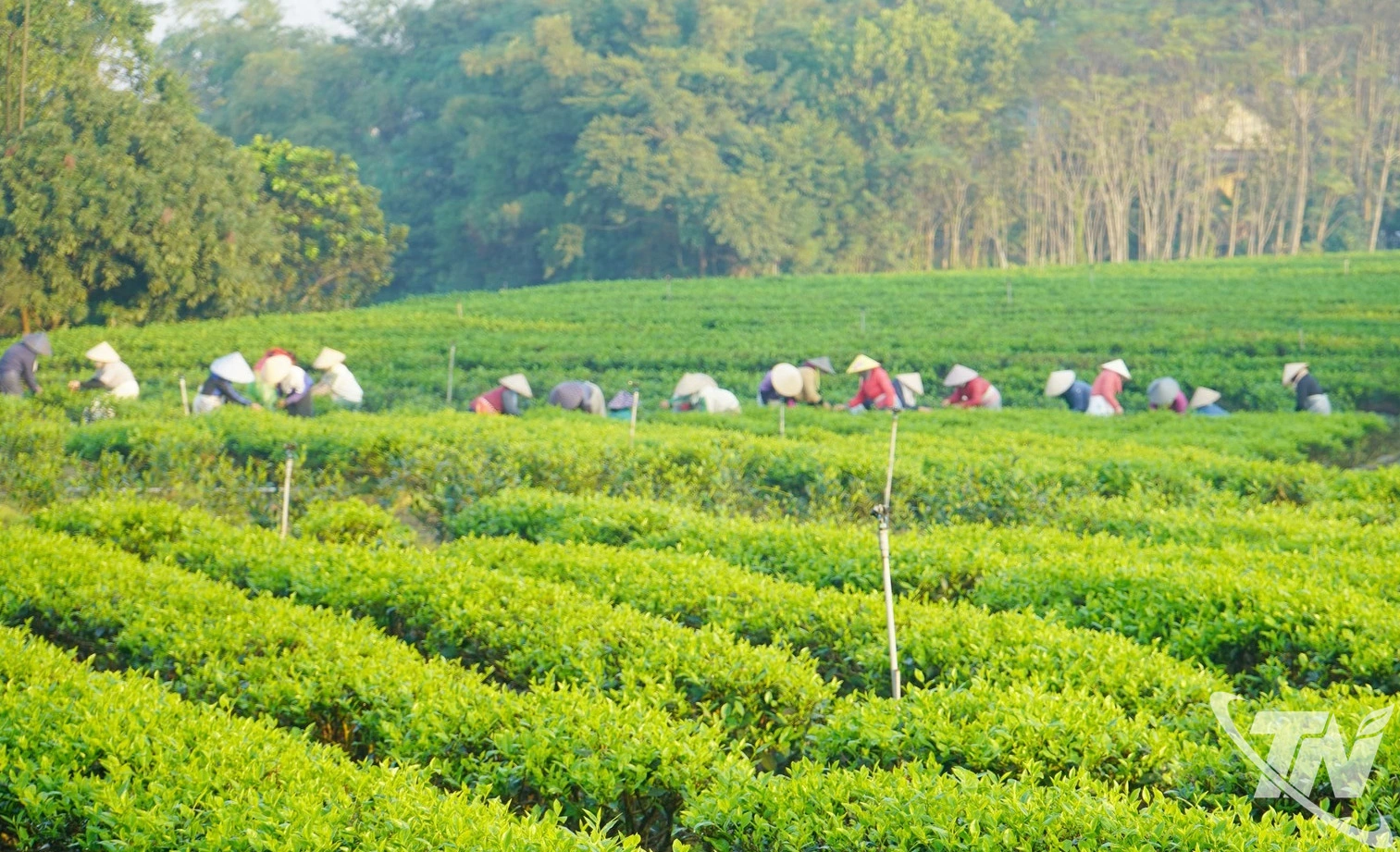 Hiện nay, Thái Nguyên đang có mã vùng trồng chè đạt tiêu chuẩn xuất khẩu.