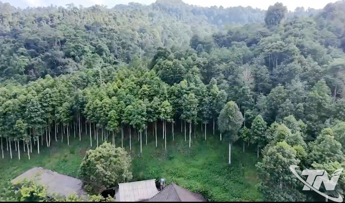Phát triển rừng đạt chứng chỉ FSC ở xã Yên Phong.