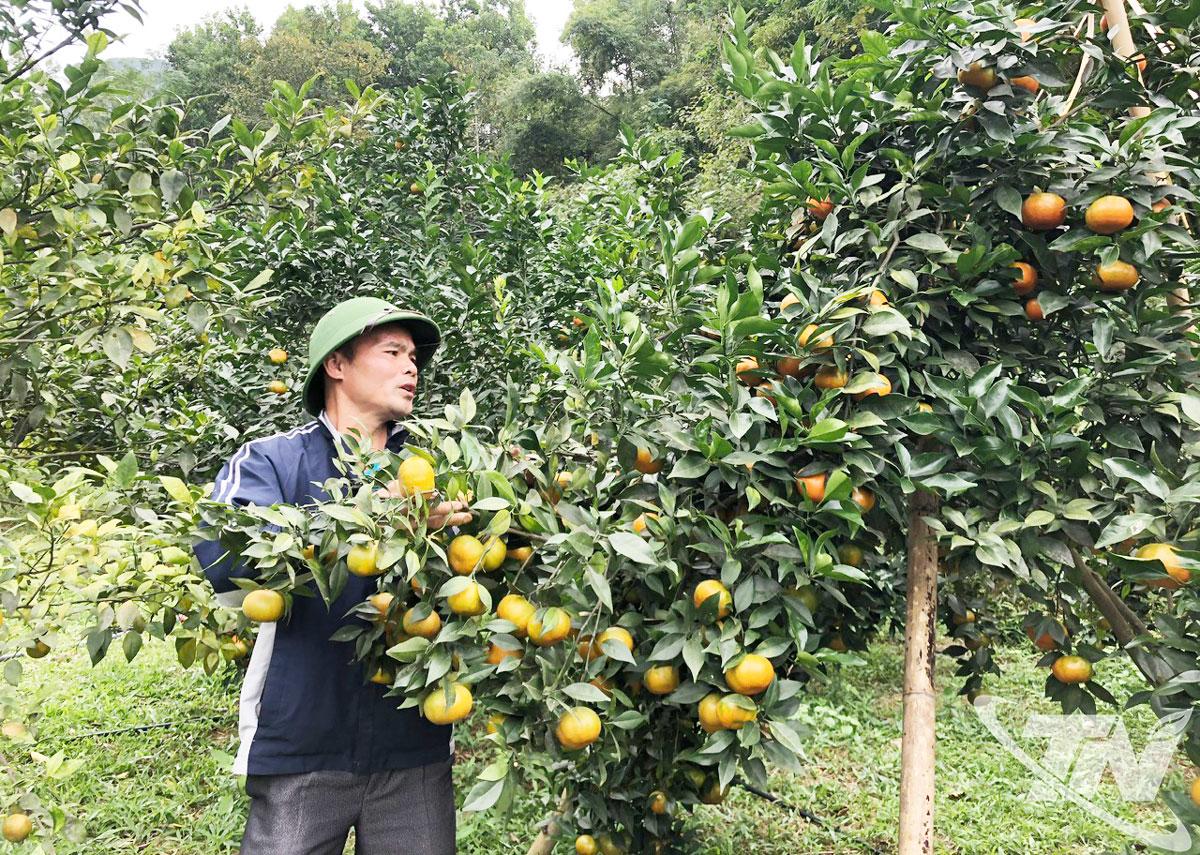 Anh Vũ Văn Dương, xóm Tân Sơn, xã La Hiên, bên vườn quýt của gia đình.