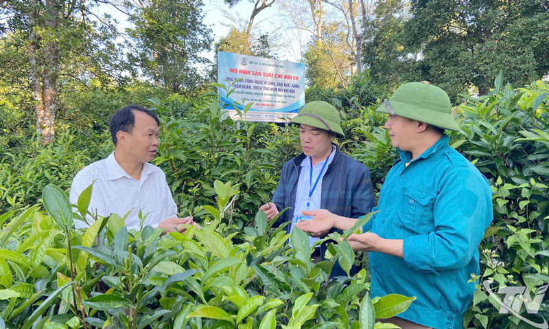Mô hình sản xuất chè hữu cơ của HTX nông nghiệp Bản Mộc, xã Yên Bình. Ảnh: T.L