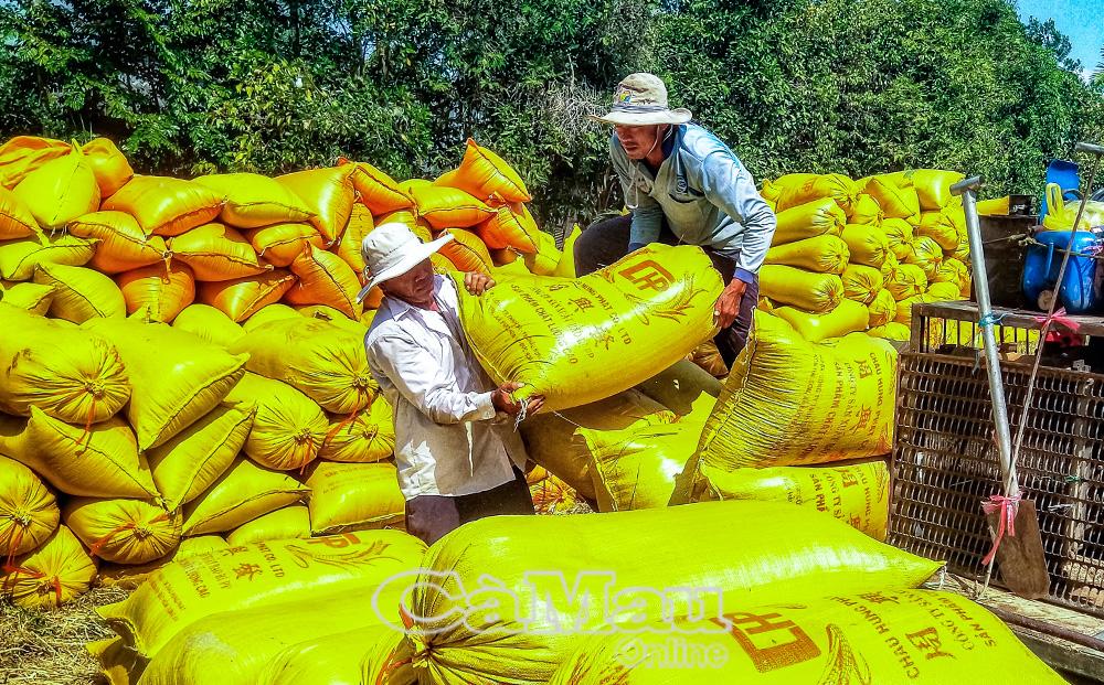 Nông dân Vĩnh Phước trúng vụ lúa trên đất tôm.