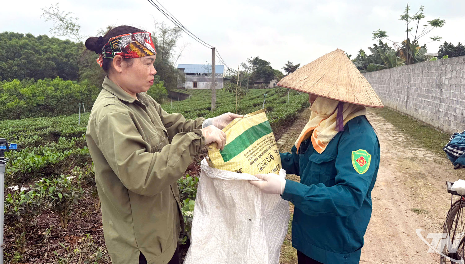 Sau thu hái, chè được bà con dồn vào một bao lớn để đưa về nhà chế biến.
