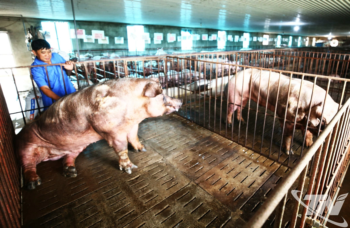 Các trang trại lợn giống đang tích cực chuẩn bị cho công tác tái đàn.