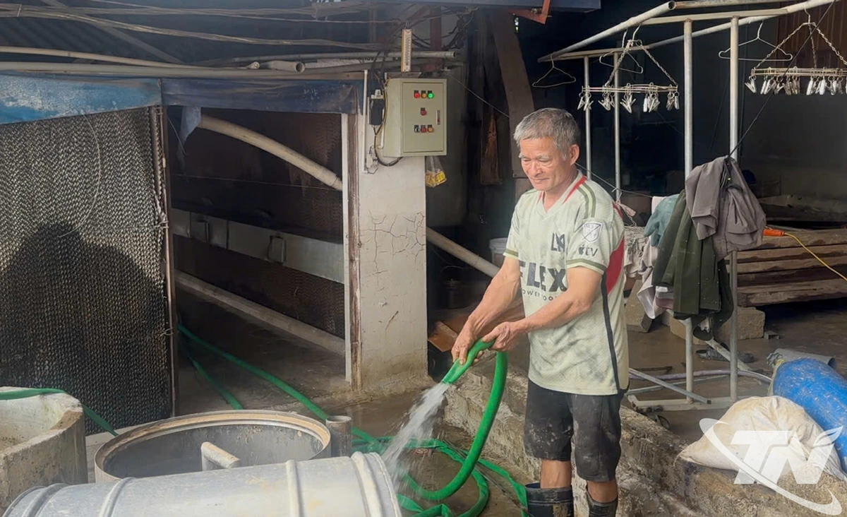 Người dân tổ dân phố Gốc Vối 2, phường Linh Sơn, dọn dẹp trại gà của gia đình.