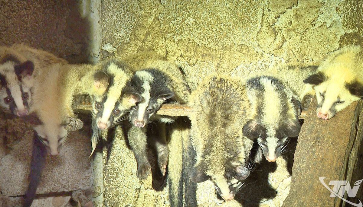 Cầy vòi mốc là loài động vật thuộc nhóm quản lý đặc biệt, việc nuôi và gây giống được cơ quan chức năng giám sát chặt chẽ