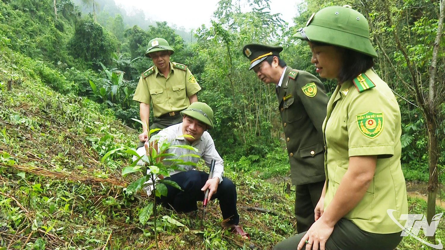   Lực lượng Kiểm lâm tỉnh Thái Nguyên kiểm tra chất lượng rừng trồng trên địa bàn.