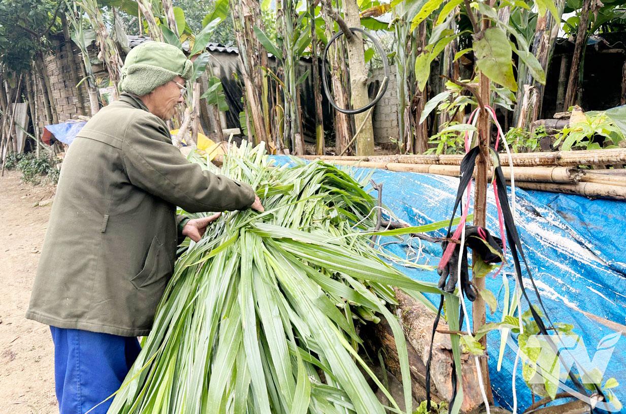 Người dân xã Phong Quang bổ sung thức ăn cho gia súc nuôi nhốt tại chuồng trong những ngày giá rét.