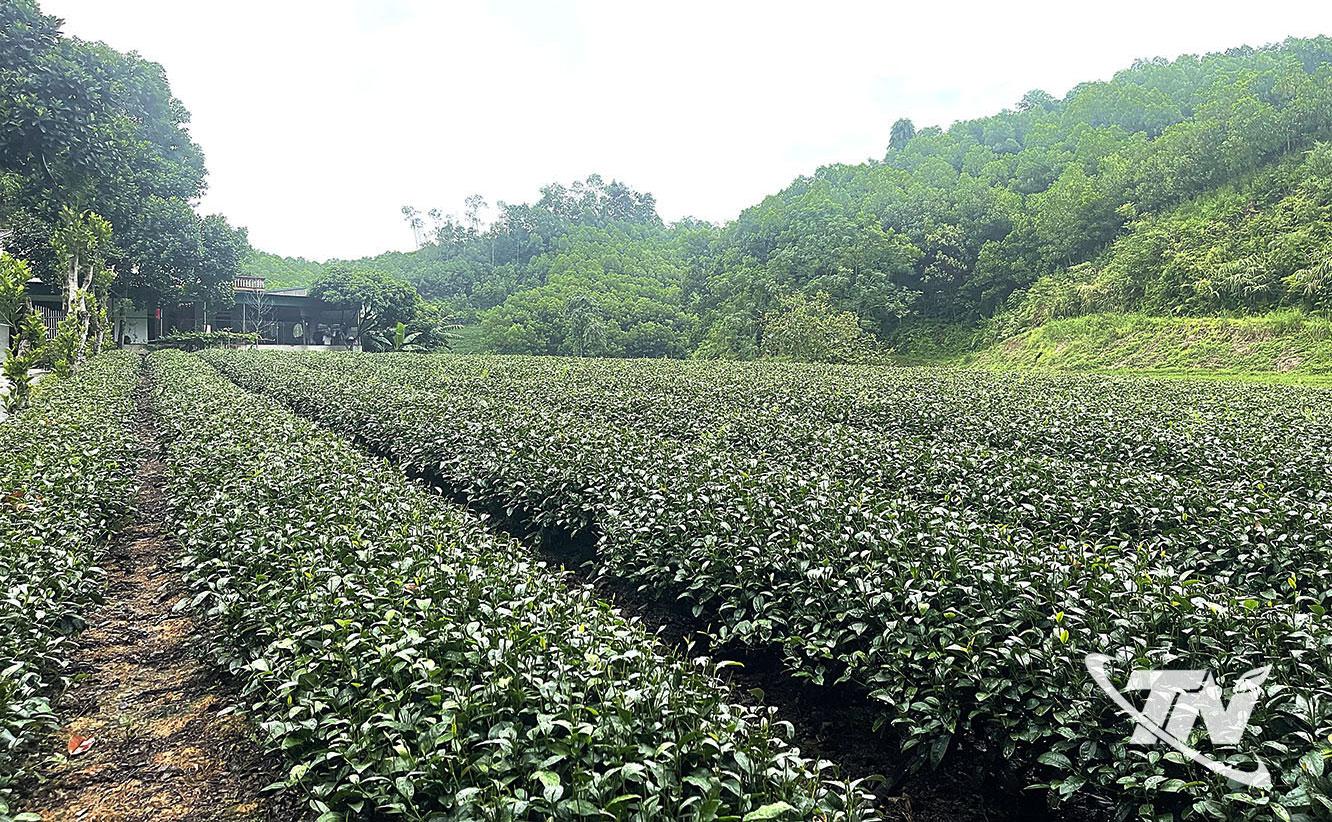 Cây chè được chăm sóc theo tiêu chuẩn VietGAP và hướng tới hữu cơ giúp nâng cao chất lượng, giá trị sản phẩm chè.