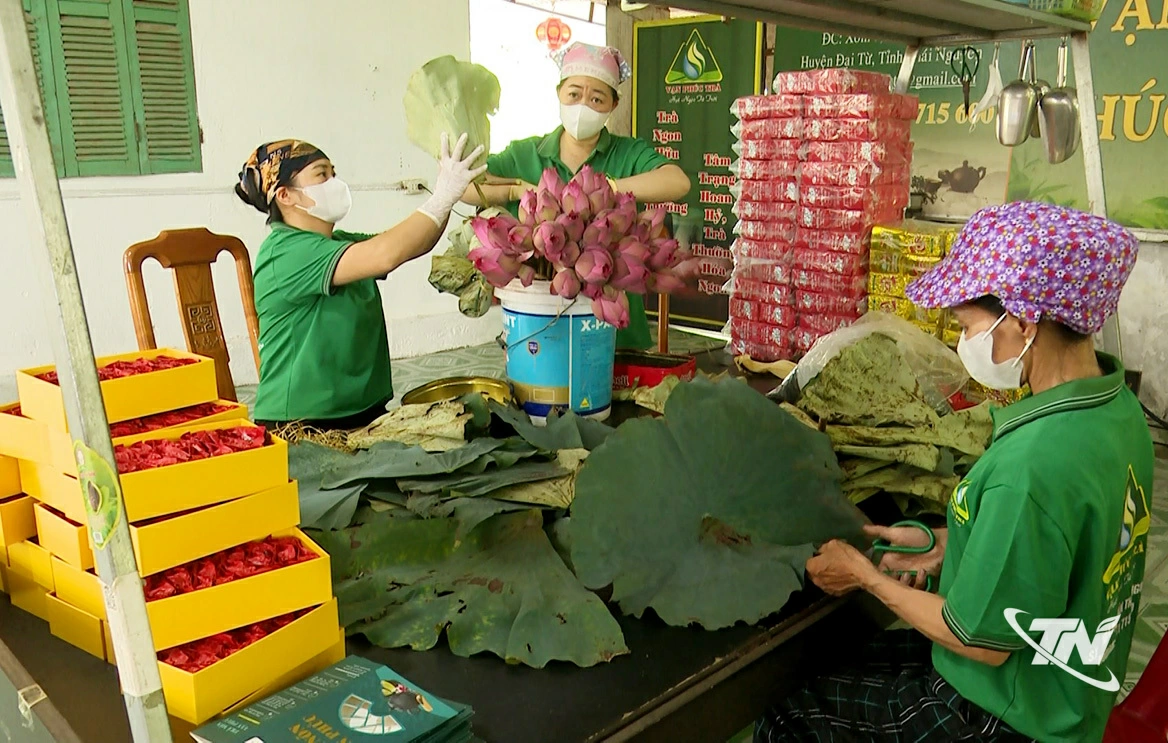 Các thành viên Hợp tác xã Chè Vạn Phúc sản xuất chè sen.