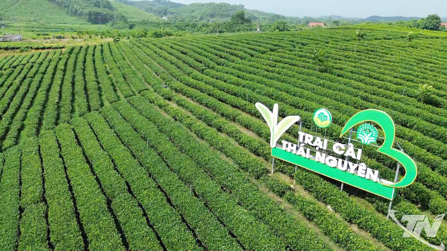 Đồi chè Trại Cài (xã Đồng Hỷ) là một trong những địa điểm hấp dẫn du khách đến tham quan, trải nghiệm.