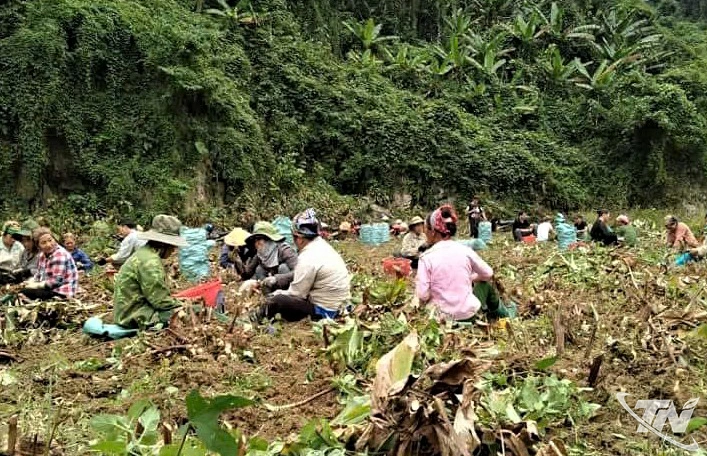 Đồng bào các dân tộc xã Côn Minh giúp nhau thu hoạch củ dong riềng.