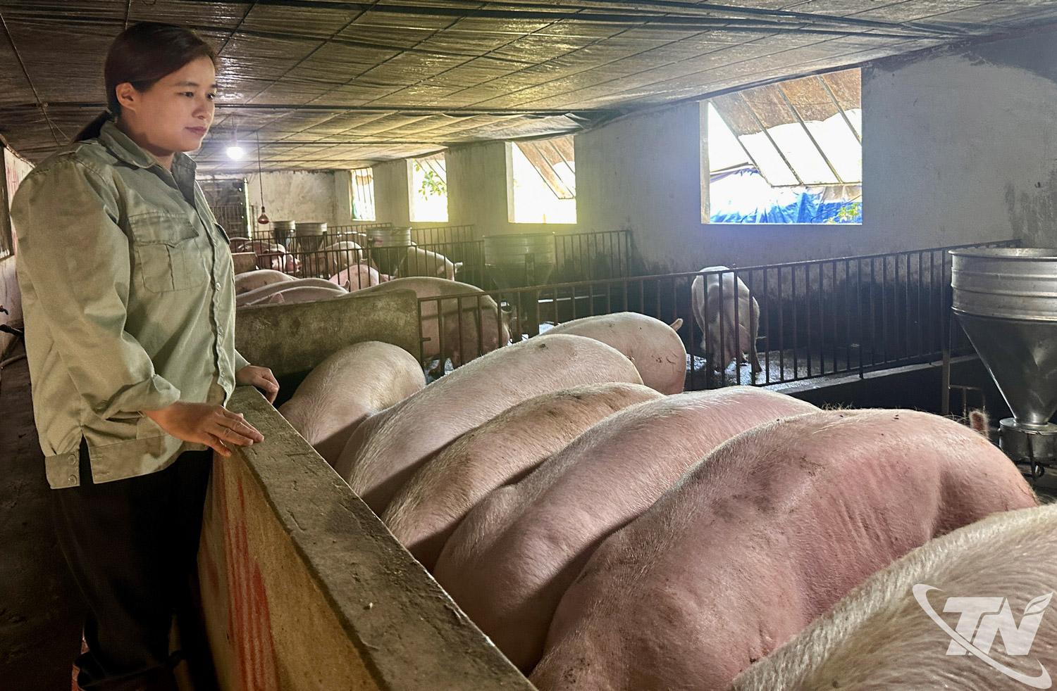 HTX Toàn Liễu bổ sung bột chè xanh vào thức ăn, giúp đàn lợn khỏe mạnh,   giảm sử dụng kháng sinh, nâng tỷ lệ nạc và chất lượng thịt.  