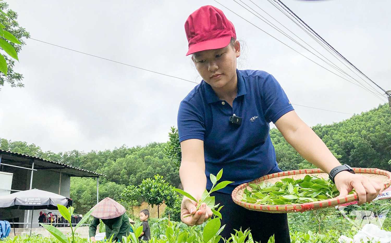 Chị Phạm Thị Giang từng bước đưa sản phẩm hồng trà lên nền tảng số, từng bước mở rộng thị trường.
