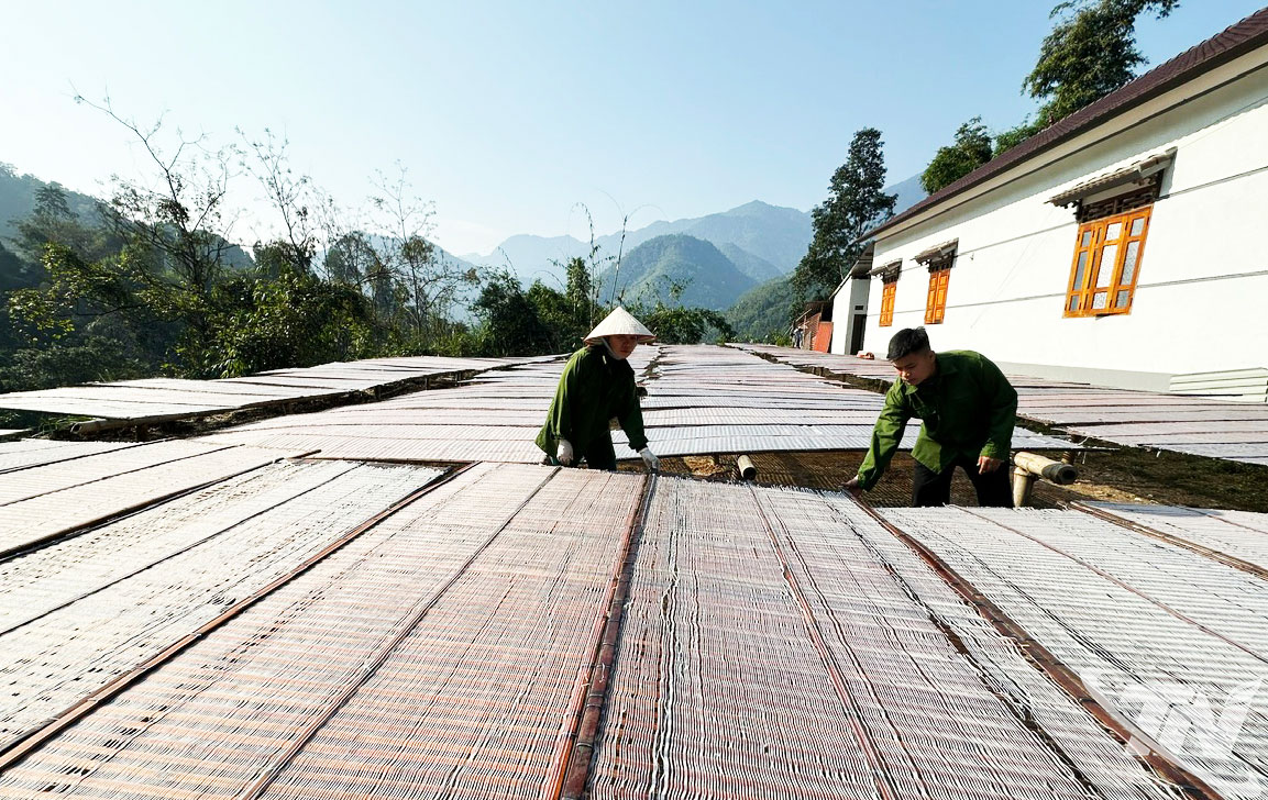 Cơ sở sản xuất miến dong Triệu Thị T&aacute;, x&atilde; Thượng Minh tăng tốc sản xuất phục vụ thị trường Tết Nguy&ecirc;n đ&aacute;n B&iacute;nh Ngọ 2026.