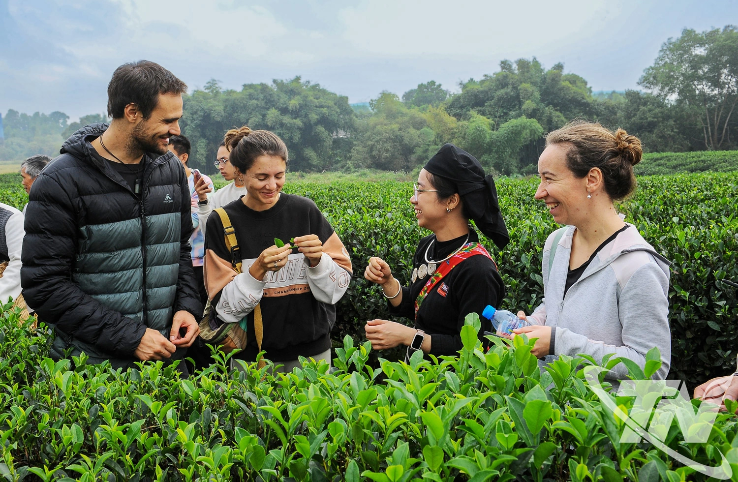 Du khách nước ngoài thích thú khám phá vùng chè, văn hóa trà Thái Nguyên.
