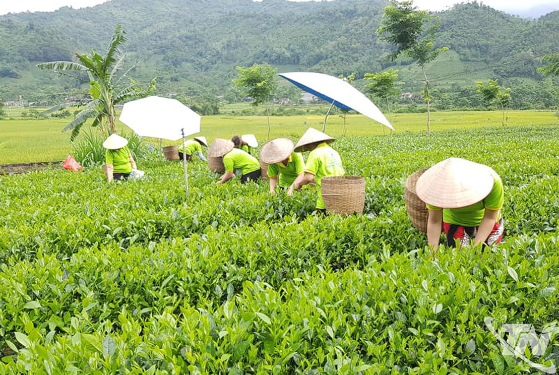 Nhờ tích cực trồng mới, trồng lại chè, diện tích chè giống mới, năng suất, chất lượng của Thái Nguyên đang chiếm 70 đến 80%.