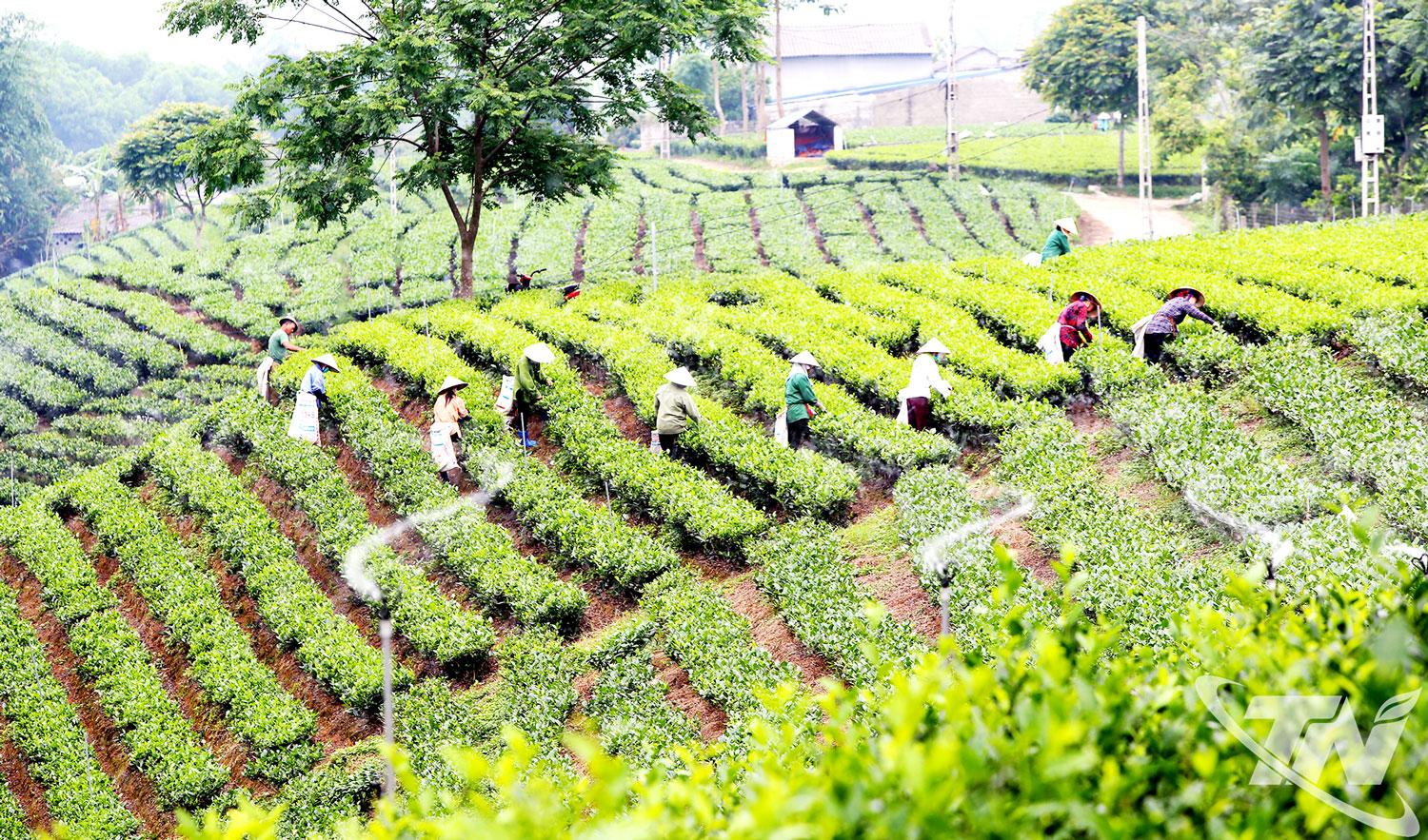 D&agrave;n tưới tự động tiết kiệm nước được ứng dụng tại nhiều v&ugrave;ng ch&egrave; trong tỉnh, g&oacute;p phần giảm sức lao động, n&acirc;ng cao hiệu quả sản xuất.