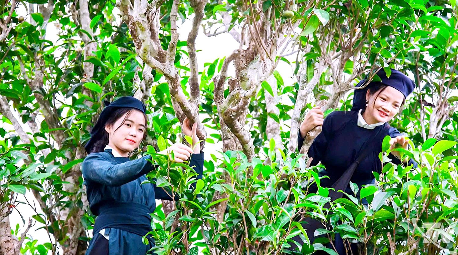 Phát triển cây chè Shan tuyết giúp người dân xã Đồng Phúc có thêm sinh kế, nâng cao thu nhập, đời sống. Ảnh: T.L