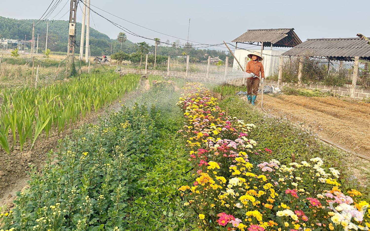 Bà con nông dân xã Yên Trạch từng bước mở rộng diện tích trồng hoa, rau màu    và nhiều loại cây trồng khác, từ đó nâng cao hiệu quả kinh tế.