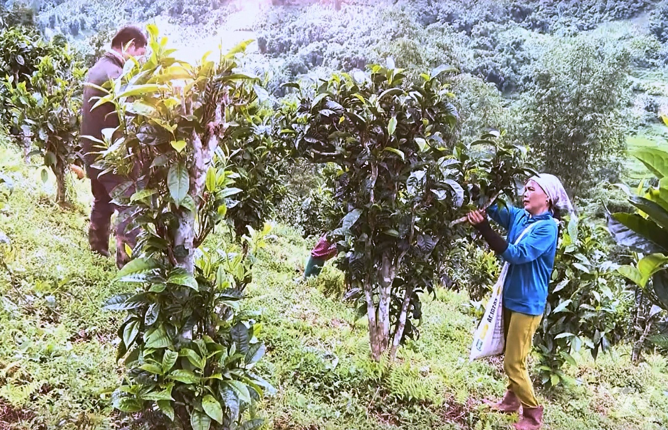 Người dân xã Bằng Phúc chăm sóc chè Shan tuyết theo quy trình VietGAP, bảo đảm an toàn thực phẩm.