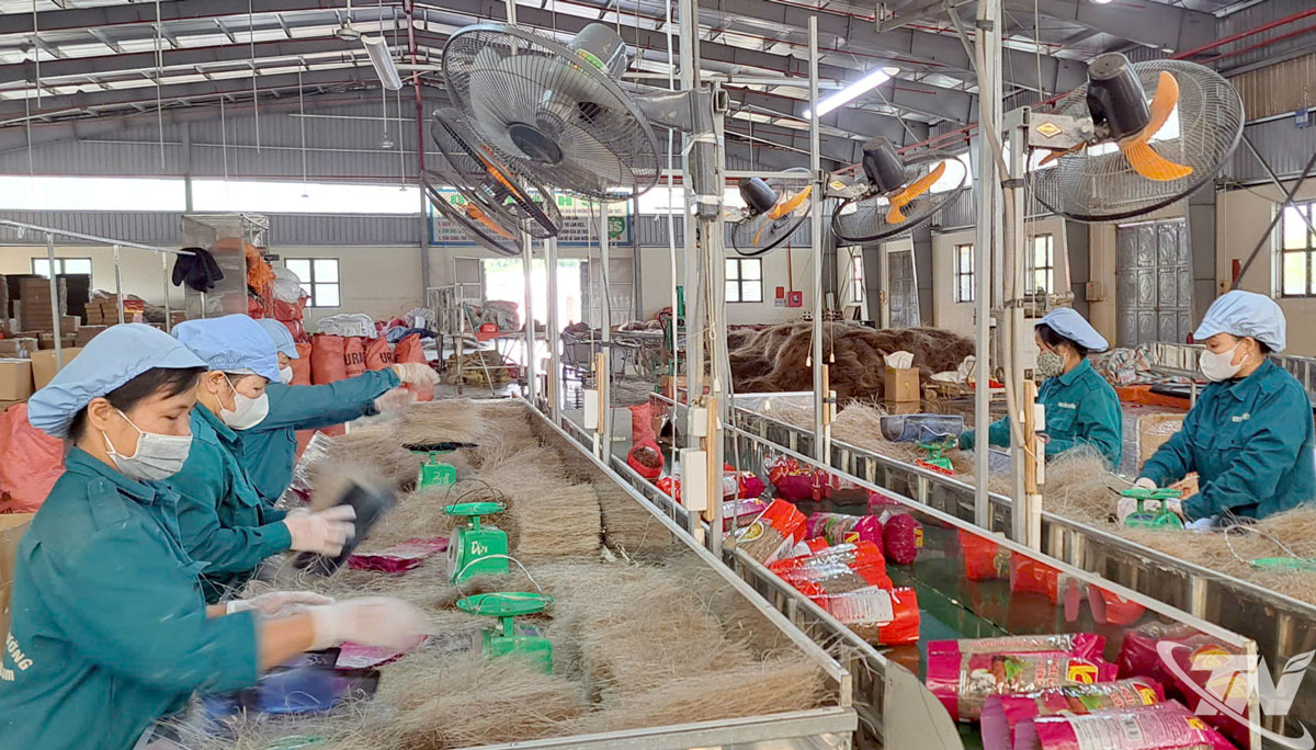 HTX miến Việt Cường tạo việc l&agrave;m cho tr&ecirc;n 20 lao động với mức thu nhập b&igrave;nh qu&acirc;n tr&ecirc;n 8 triệu đồng.