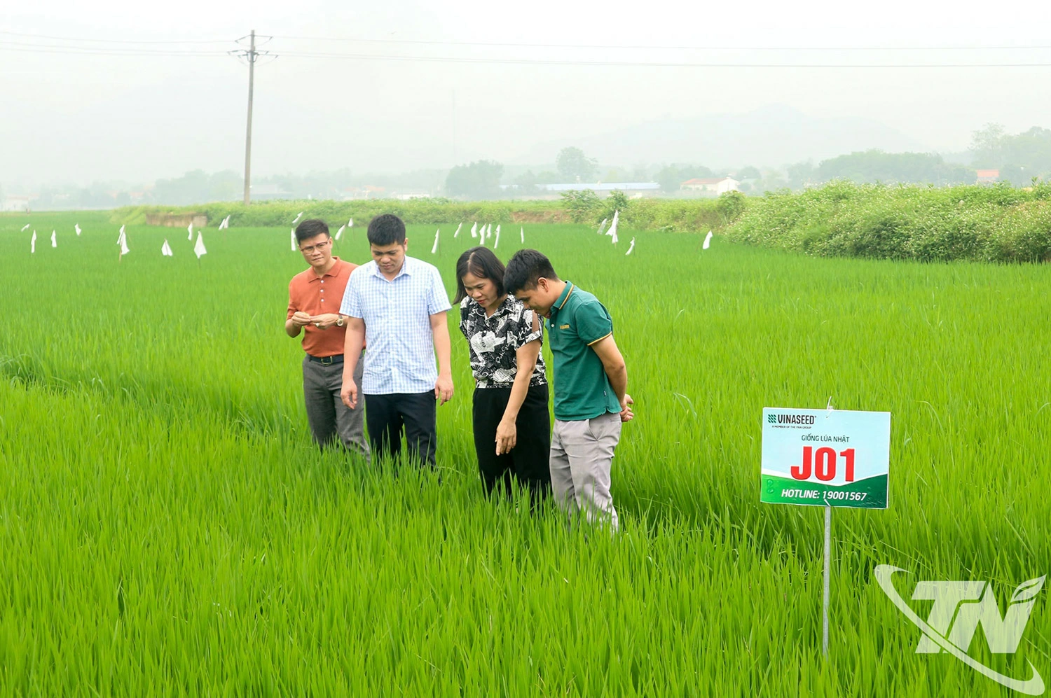 Giống lúa J01 được Thái Nguyên trồng thử nghiệm, khuyến khích mở rộng diện tích, góp phần phát triển sản xuất lúa chất lượng cao trên địa bàn.
