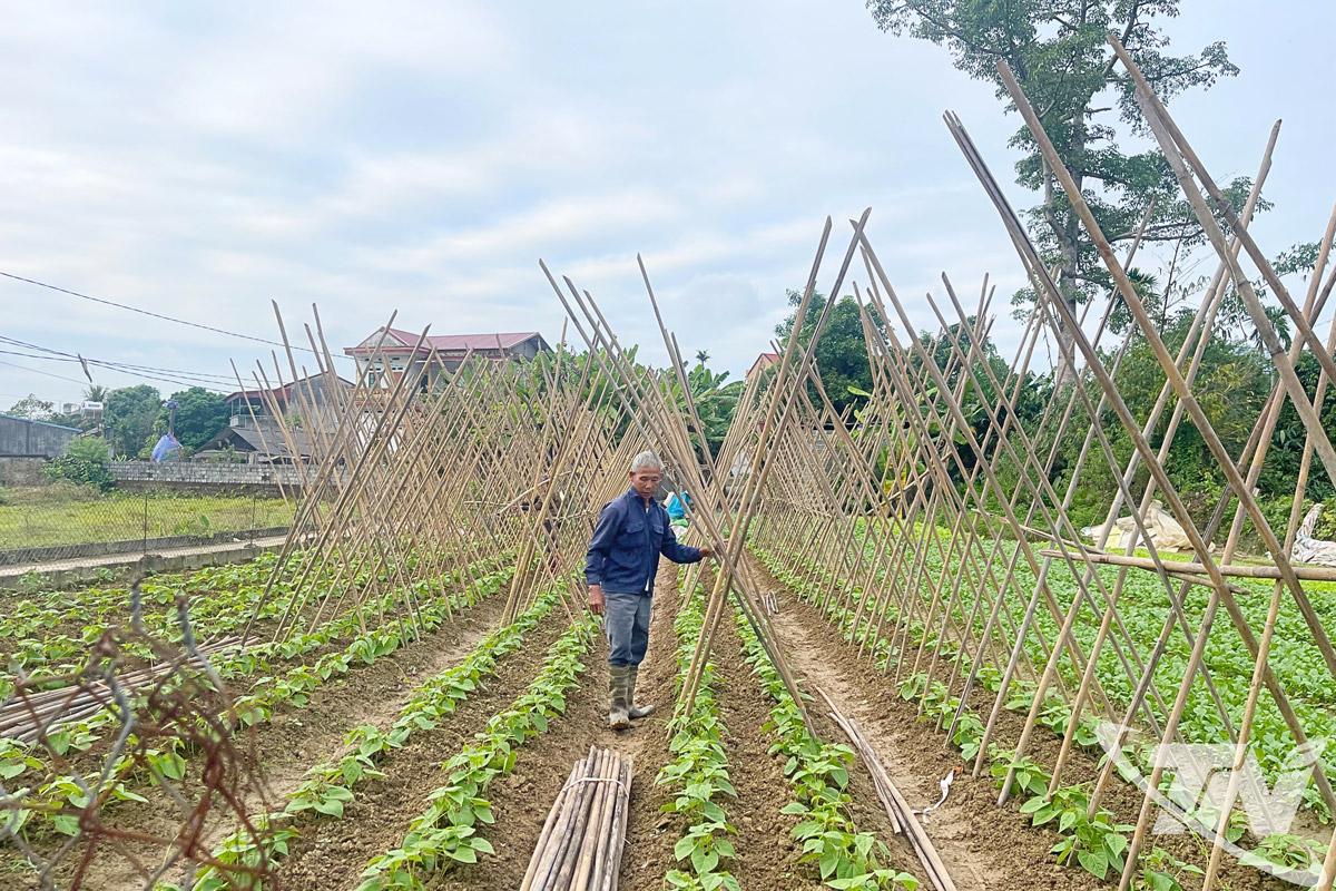 Người dân phường Linh Sơn gieo trồng cây màu vụ đông.