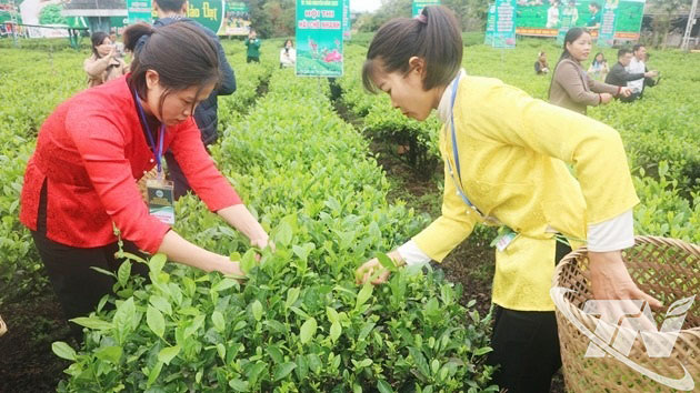 Hiện nay, Tân Cương là xã có diện tích sản xuất chè theo quy trình VietGAP khá lớn của tỉnh Thái Nguyên.