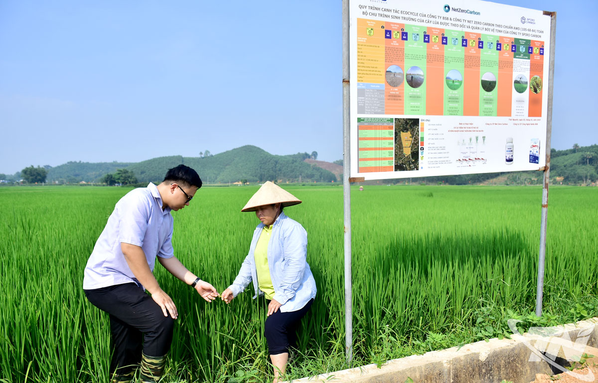 Cán bộ kỹ thuật cùng bà con nông dân kiểm tra ruộng lúa thực hiện mô hình.