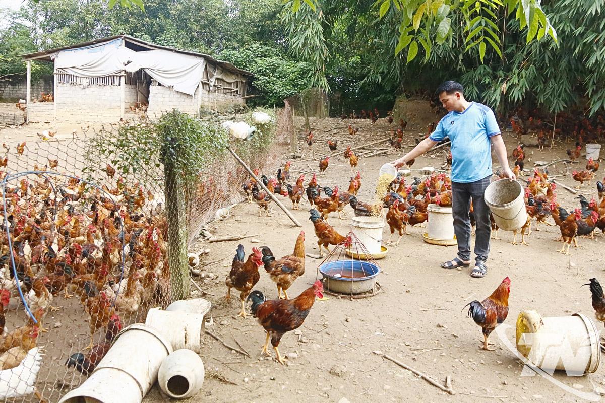 Nông dân phường Trung Thành tích cực khôi phục chăn nuôi gia cầm.