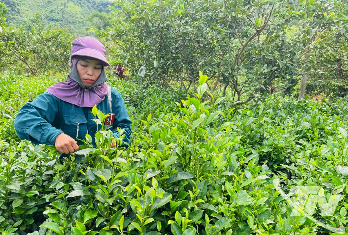 Gia đình bà Đặng Thị Dung, thông Phiêng An, xã Bạch Thông vươn lên thoát nghèo nhờ cây chè.  