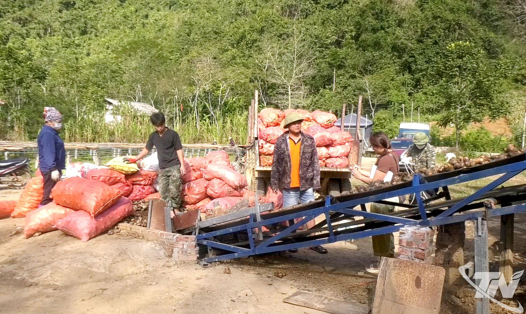 Liên kết bao tiêu củ dong riềng góp phần nâng cao thu nhập cho người dân xã Văn Lang.