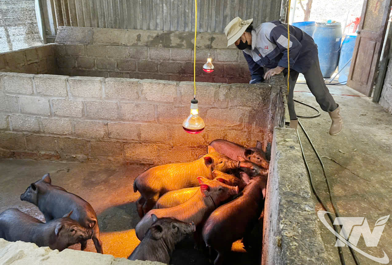 Chị Mã Thị Đới, ở thôn Nà Giảo (xã Thượng Minh) thắp điện giữ ấm cho đàn lợn trong những ngày nhiệt độ xuống thấp.