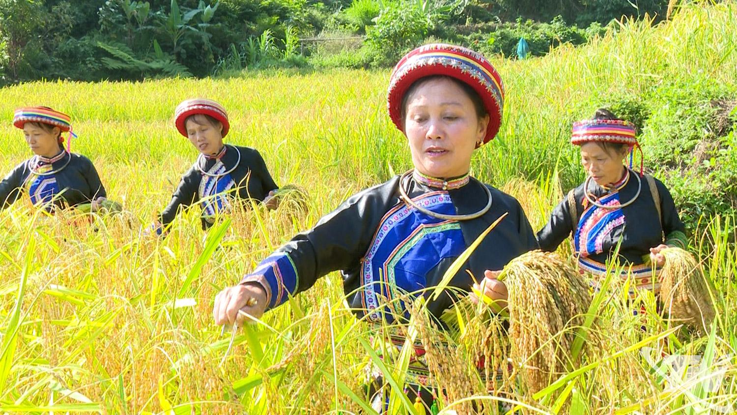 Bà con người Dao ở Phiêng Phàng thu hoạch lúa nếp Tài.