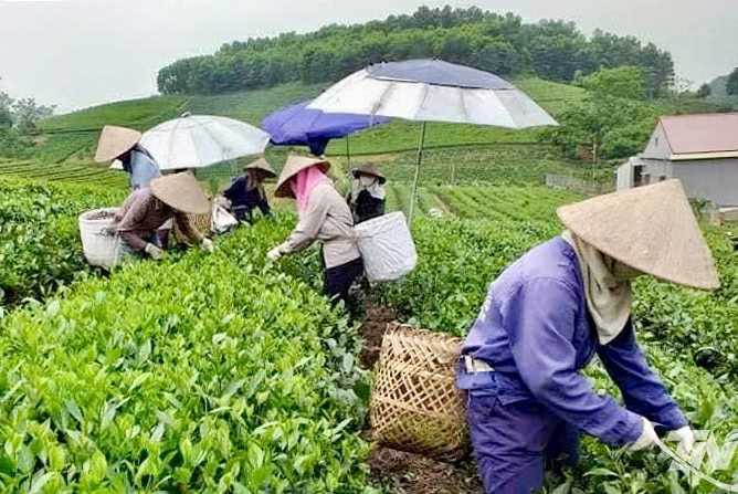 Hiện nay, Thái Nguyên đang có 132 mã vùng trồng chè, diện tích trên 1.120ha.