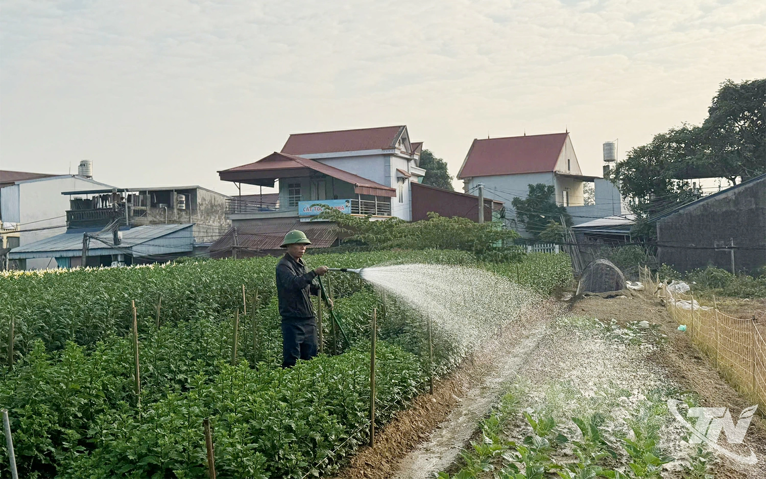 Chuyển đổi đất l&uacute;a k&eacute;m hiệu quả sang trồng c&acirc;y hằng năm g&oacute;p phần h&igrave;nh th&agrave;nh c&aacute;c v&ugrave;ng sản xuất rau xanh, hoa tập trung tr&ecirc;n địa b&agrave;n tỉnh Th&aacute;i Nguy&ecirc;n.